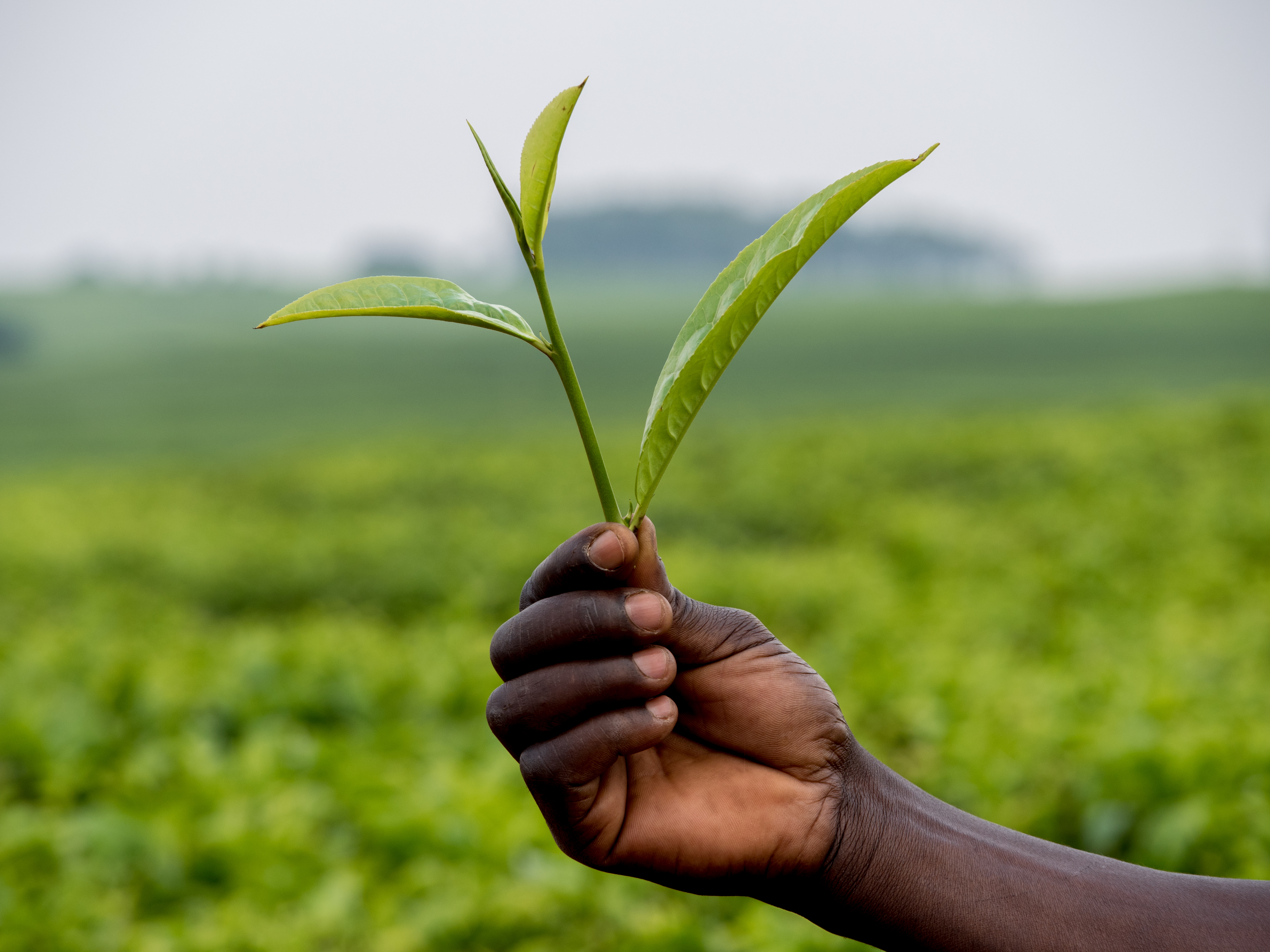 World Environment Day celebration in Africa | Africa