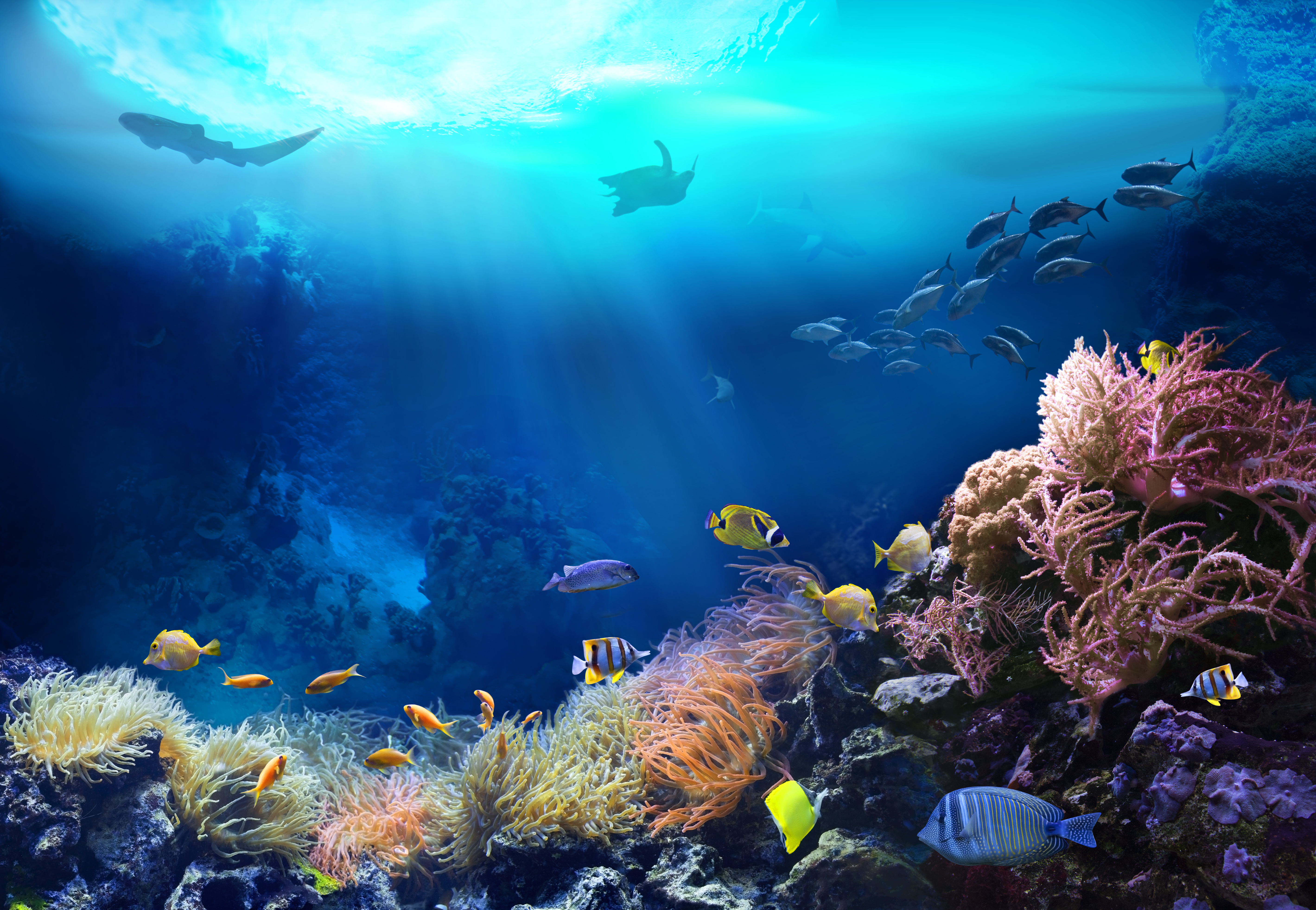 Undersea Image - Shutterstock