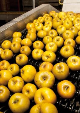 apples in a factory